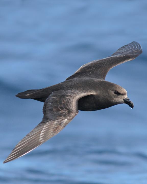 Great-winged Petrel Photo by Dan Mantle