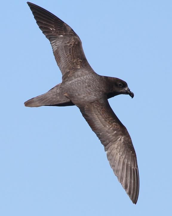 Providence Petrel Photo by Chris Wiley