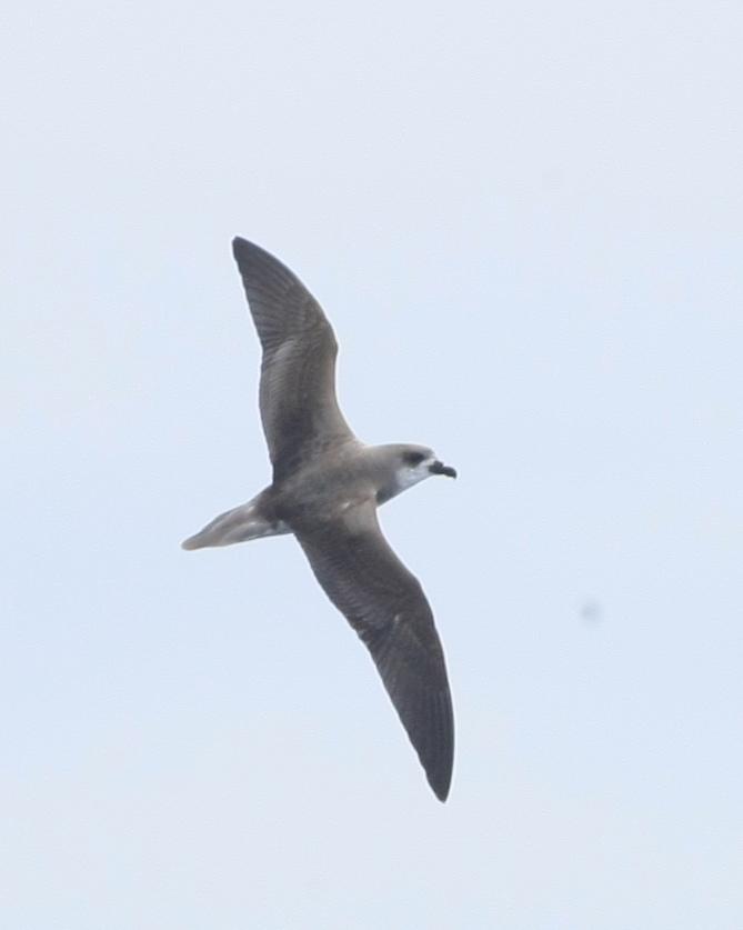 Fea's Petrel Photo by Monte Taylor