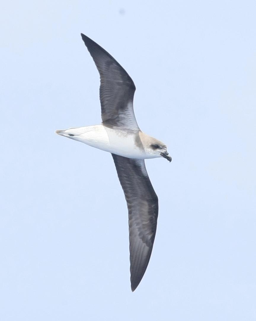 Fea's Petrel Photo by Monte Taylor