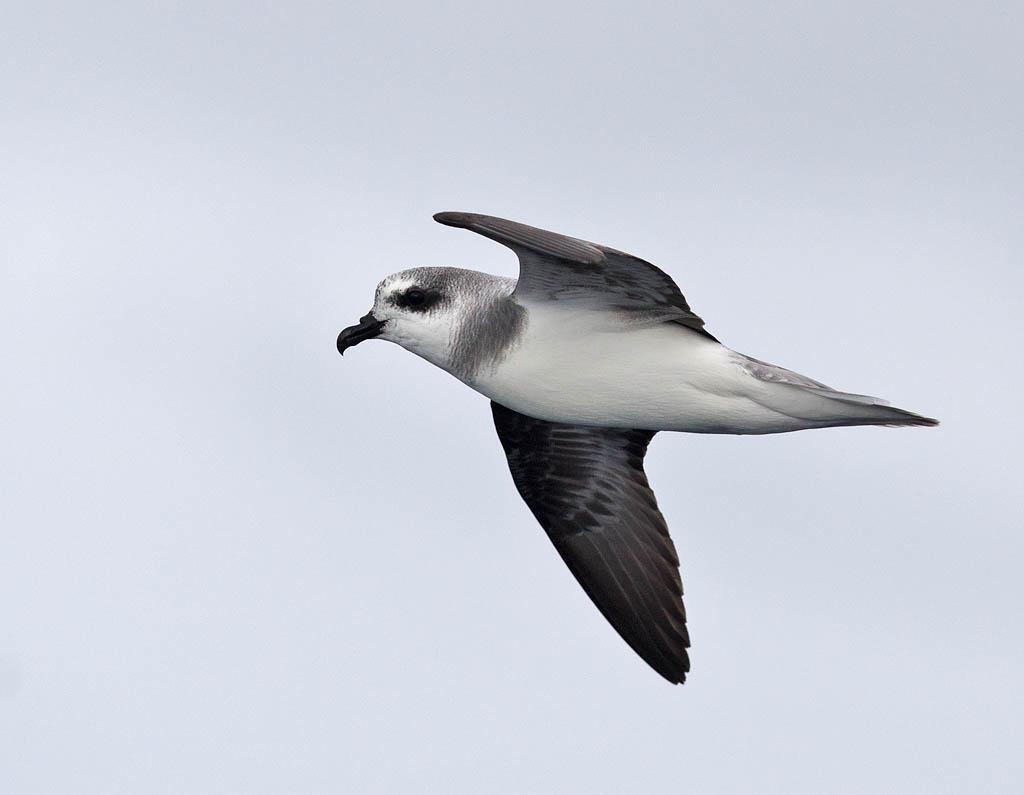 Soft-plumaged Petrel Photo by Tim Bawden