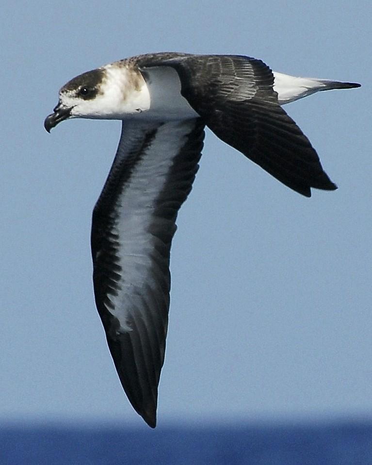Black-capped Petrel Photo by David Hollie