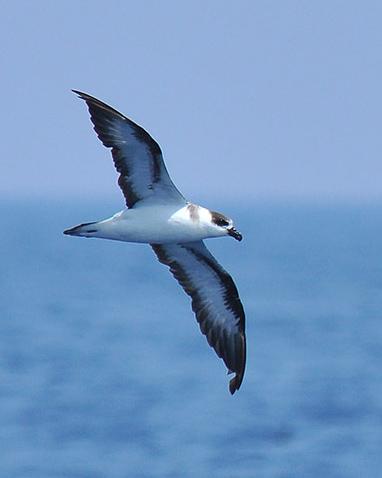 Black-capped Petrel Photo by Ryan P. O'Donnell