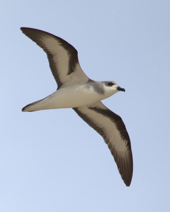 Black-winged Petrel Photo by Mat Gilfedder