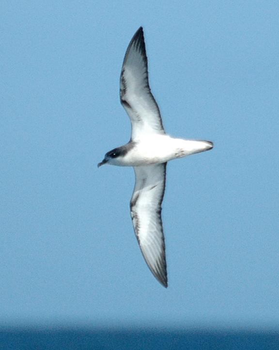 Cook's Petrel Photo by Tom Tarrant
