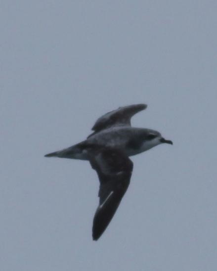 Cook's Petrel Photo by Jonathan Feenstra