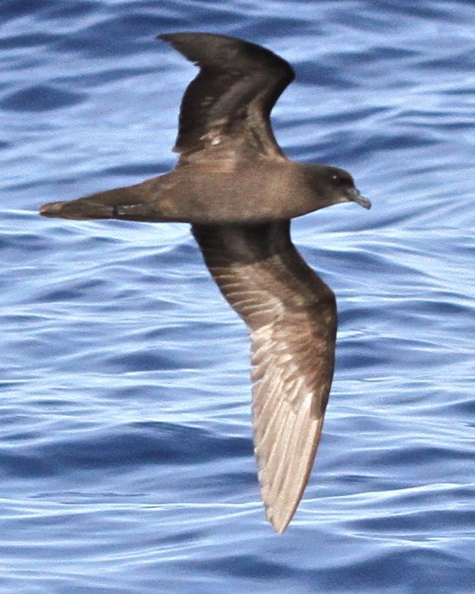 Bulwer's Petrel Photo by André Raine