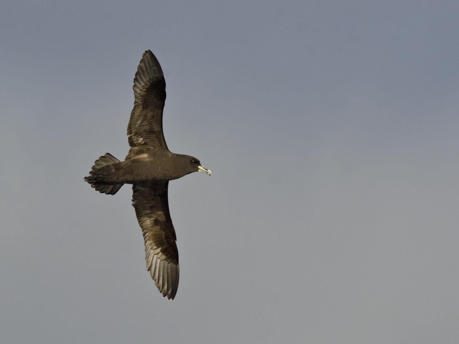 White-chinned Petrel Photo by Cristian  Pinto
