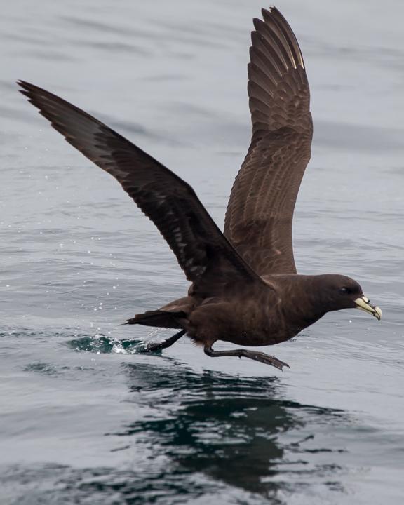 White-chinned Petrel Photo by Robert Lewis