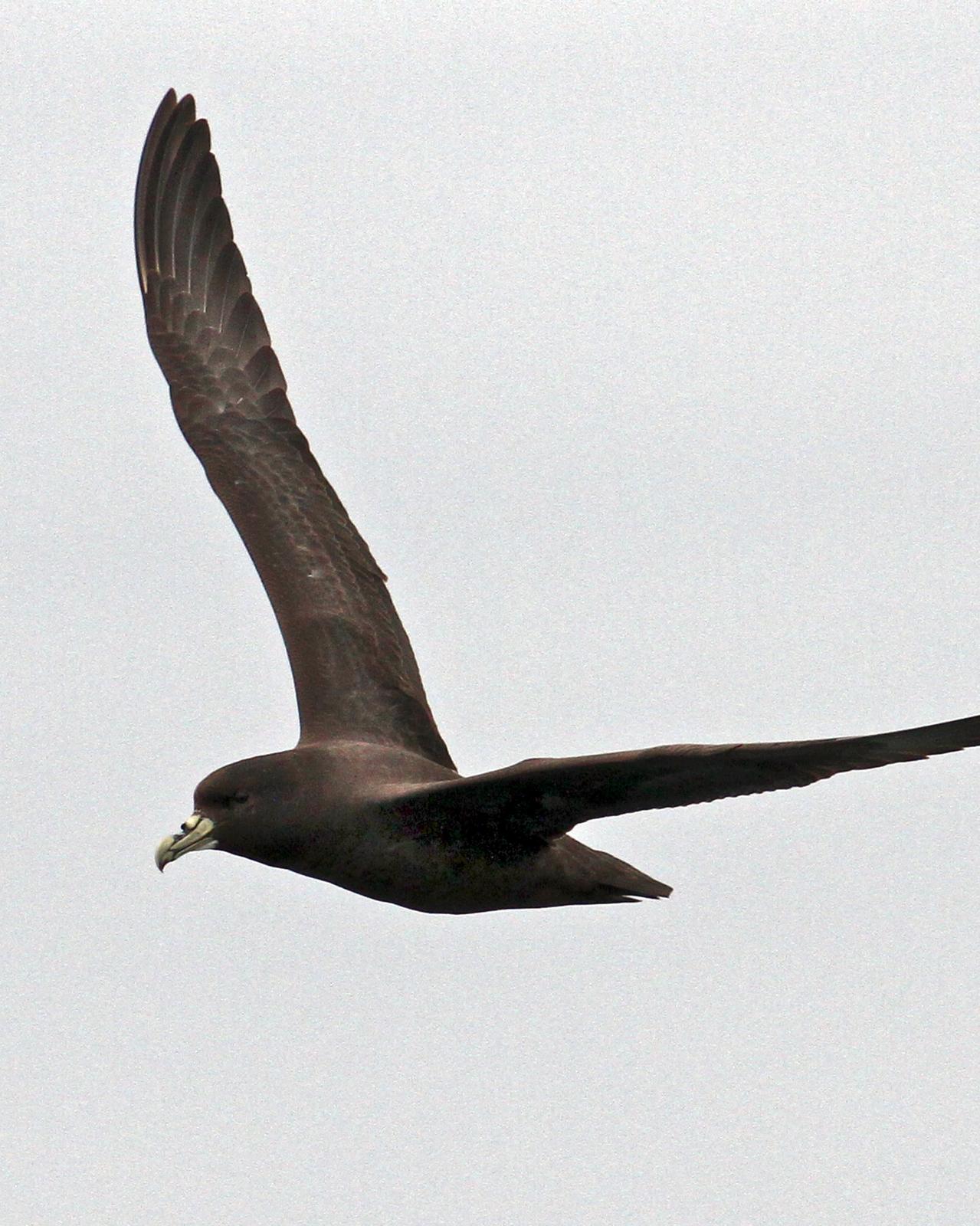 White-chinned Petrel Photo by Knut Hansen