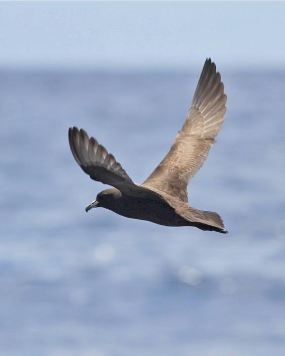 Parkinson's Petrel Photo by Chris Wiley