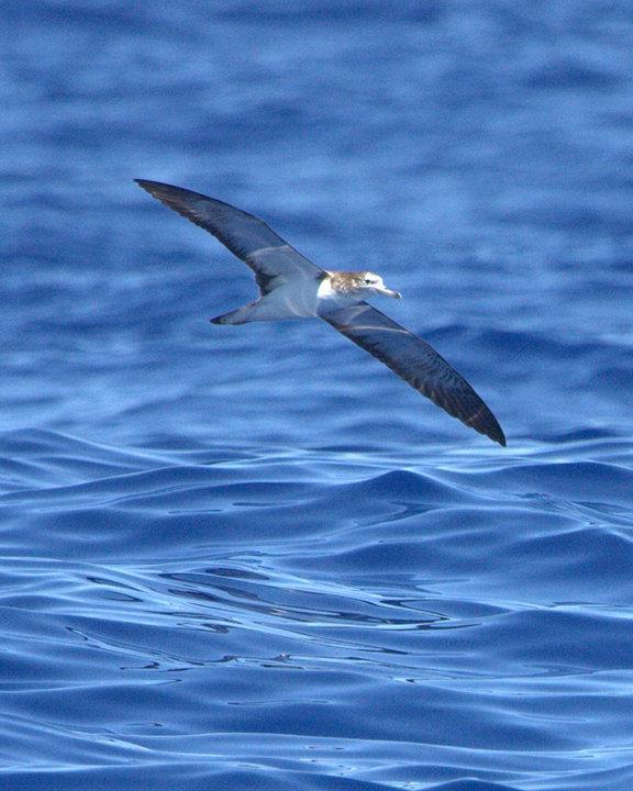 Streaked Shearwater Photo by Mat Gilfedder
