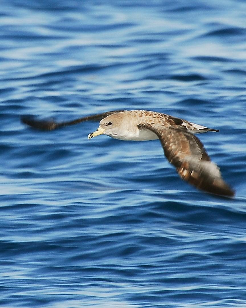 Cory's Shearwater Photo by David Hollie