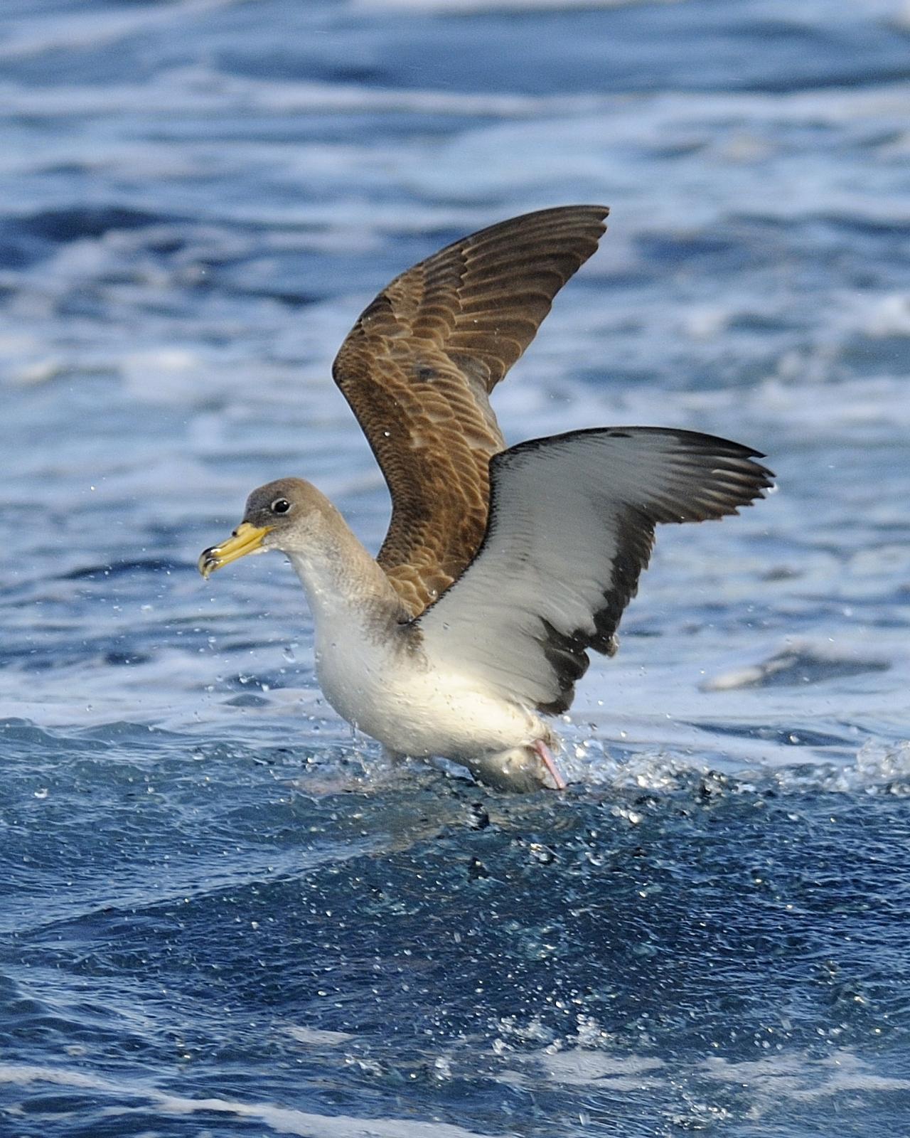 Cory's Shearwater Photo by Andres Rios