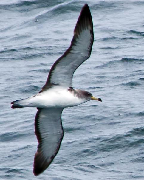 Cory's Shearwater Photo by Rob Dickerson
