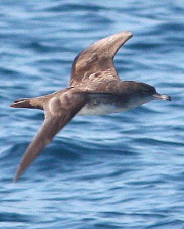 Pink-footed Shearwater Photo by Andrew Core