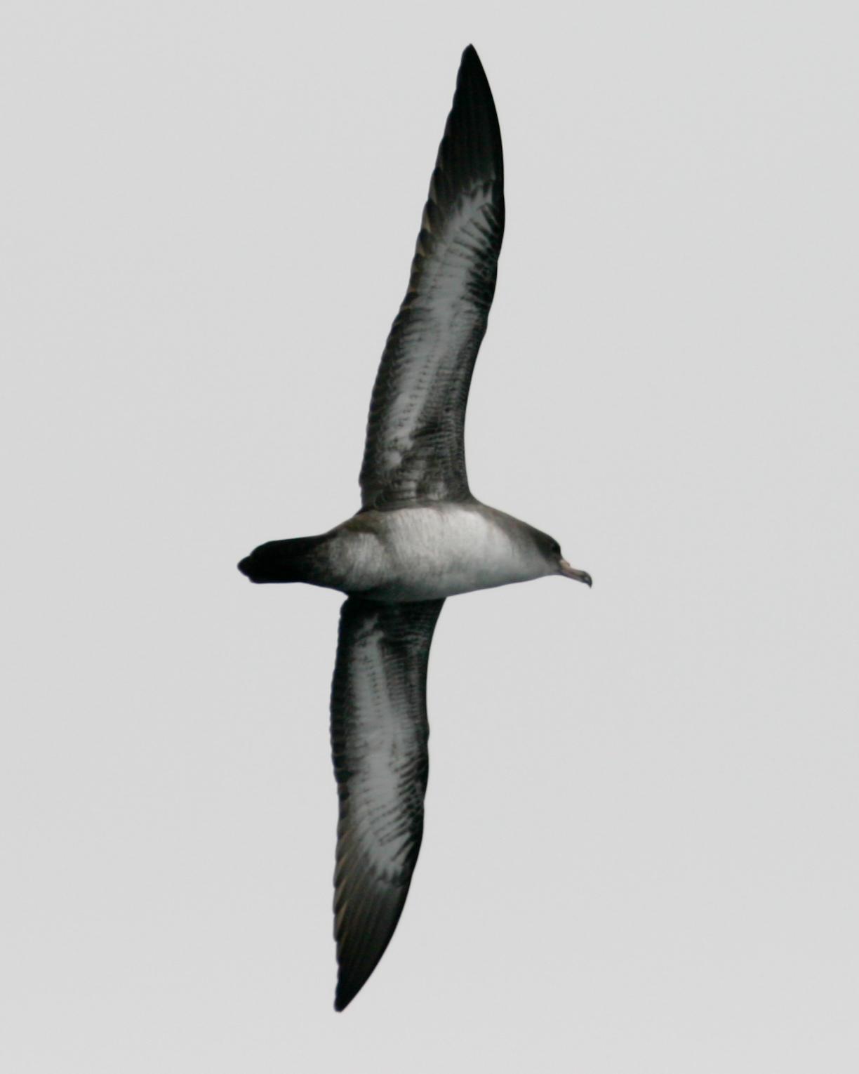 Pink-footed Shearwater Photo by Nathan Renn