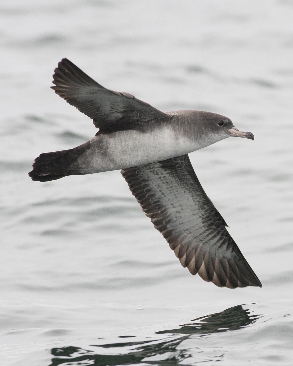 Pink-footed Shearwater Photo by Jeff Moore