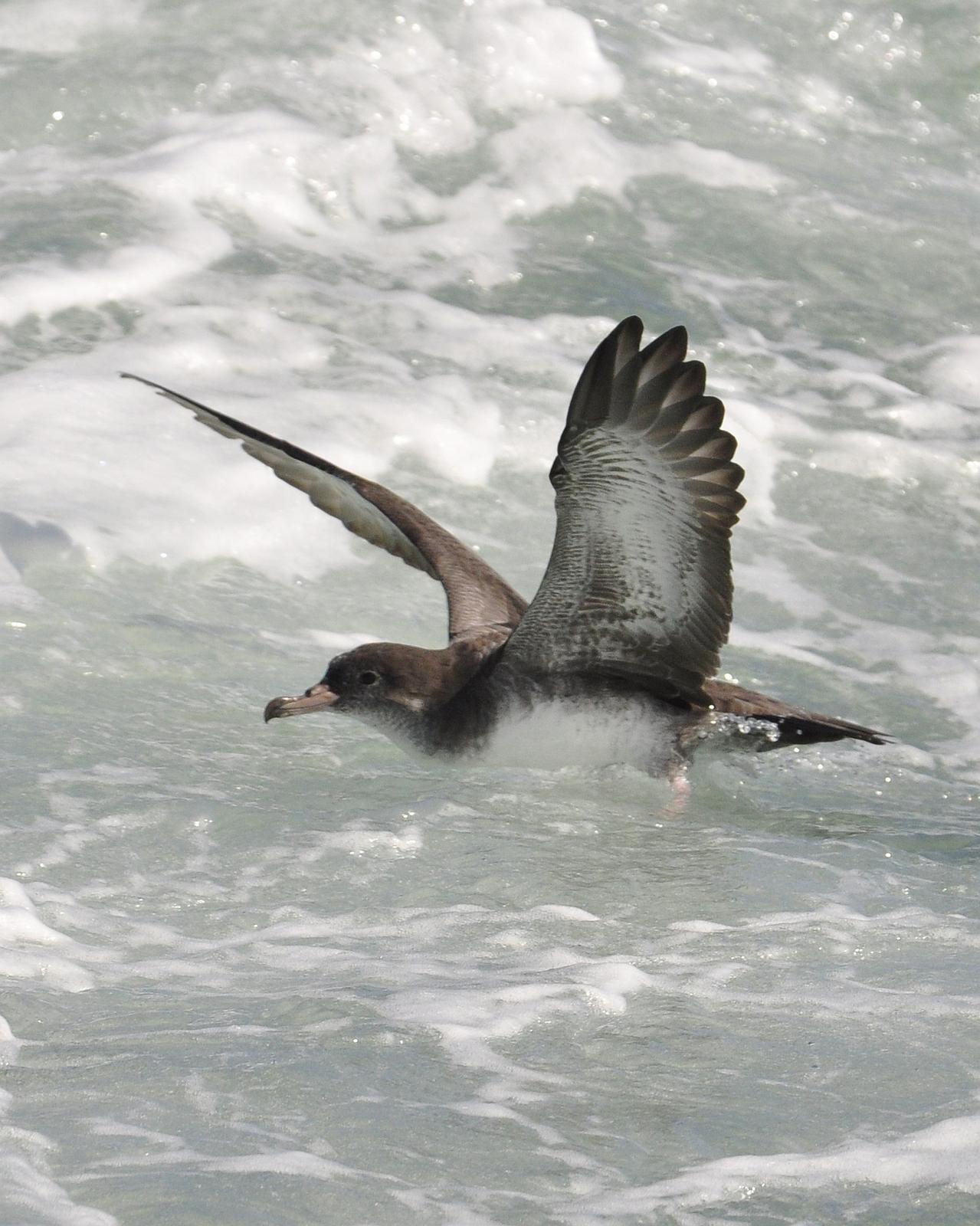 Pink-footed Shearwater Photo by Steve Tucker