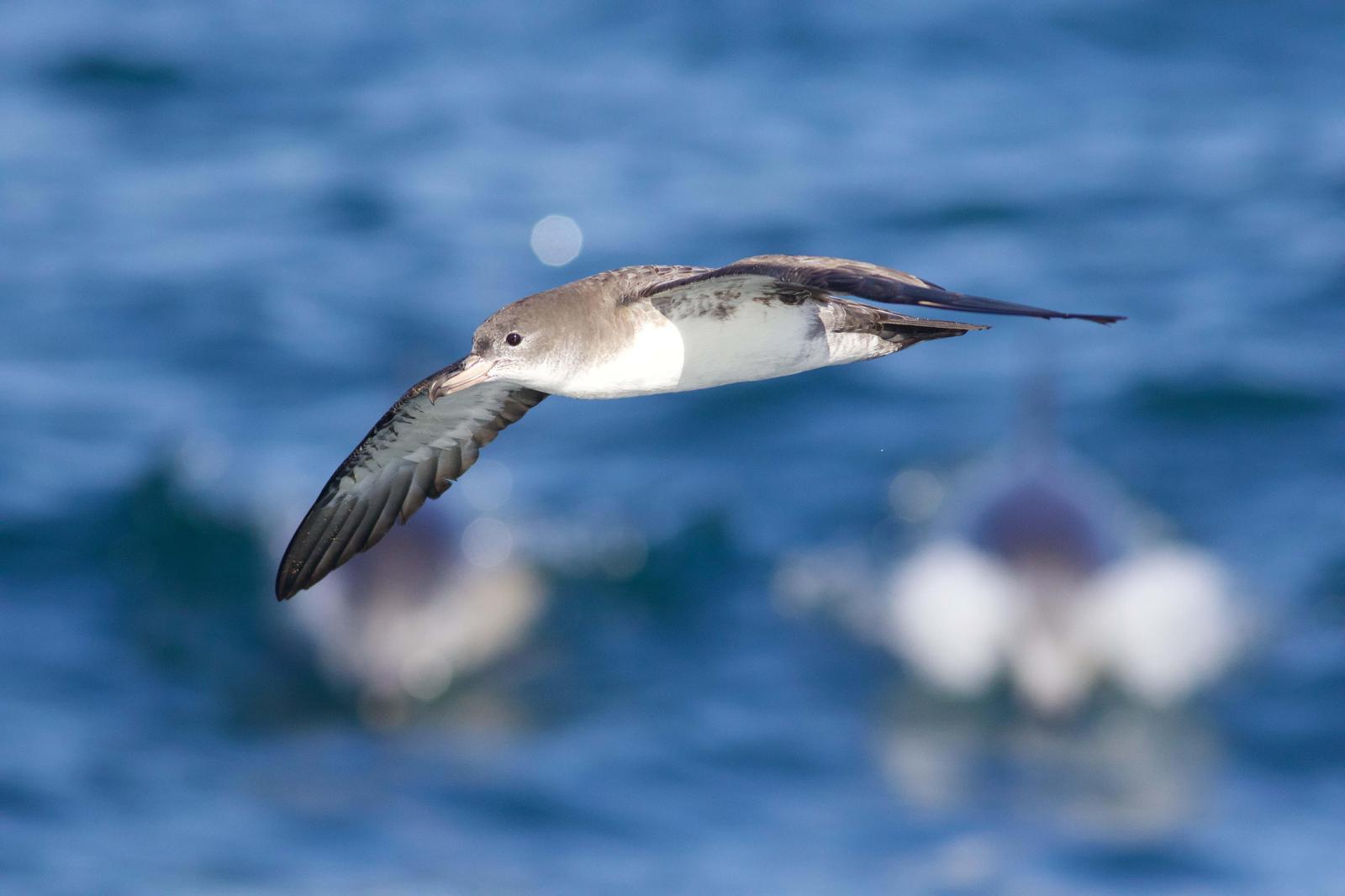 Pink-footed Shearwater Photo by Tom Ford-Hutchinson
