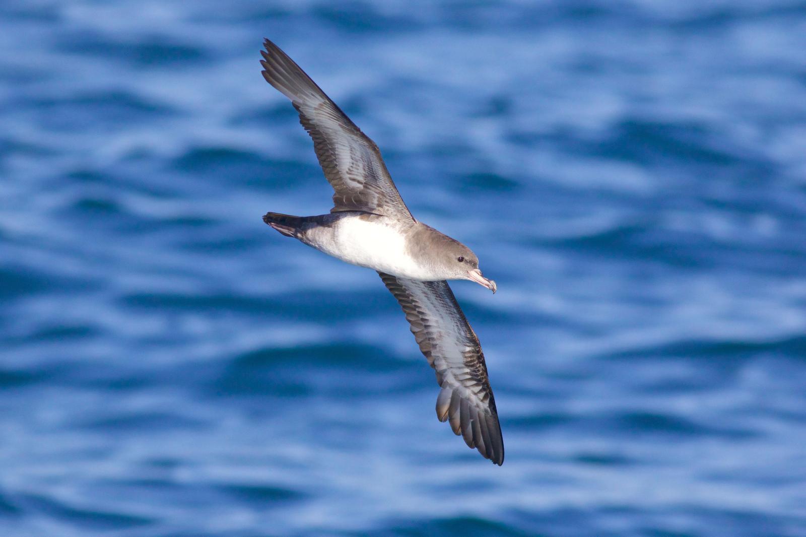 Pink-footed Shearwater Photo by Tom Ford-Hutchinson