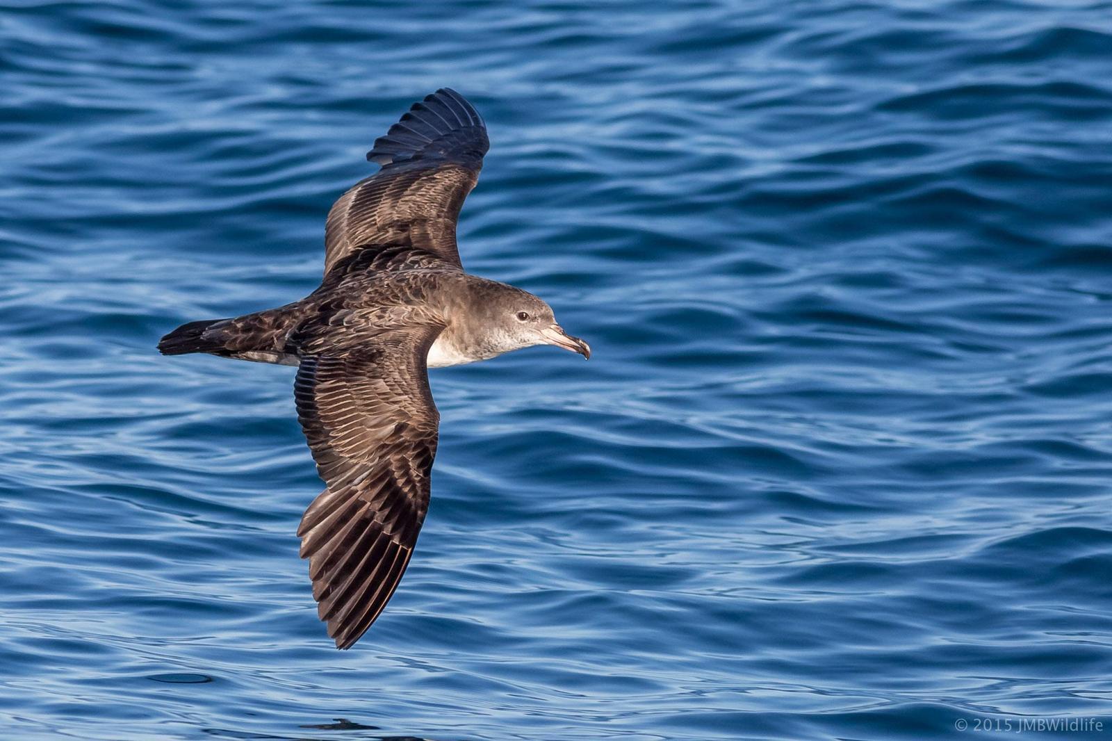 Pink-footed Shearwater Photo by Jeff Bray