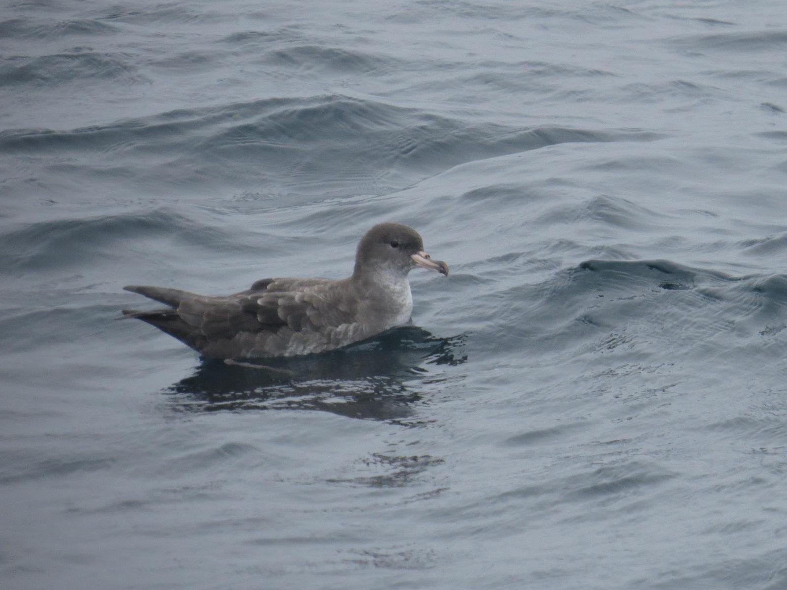 Pink-footed Shearwater Photo by Jeff Harding