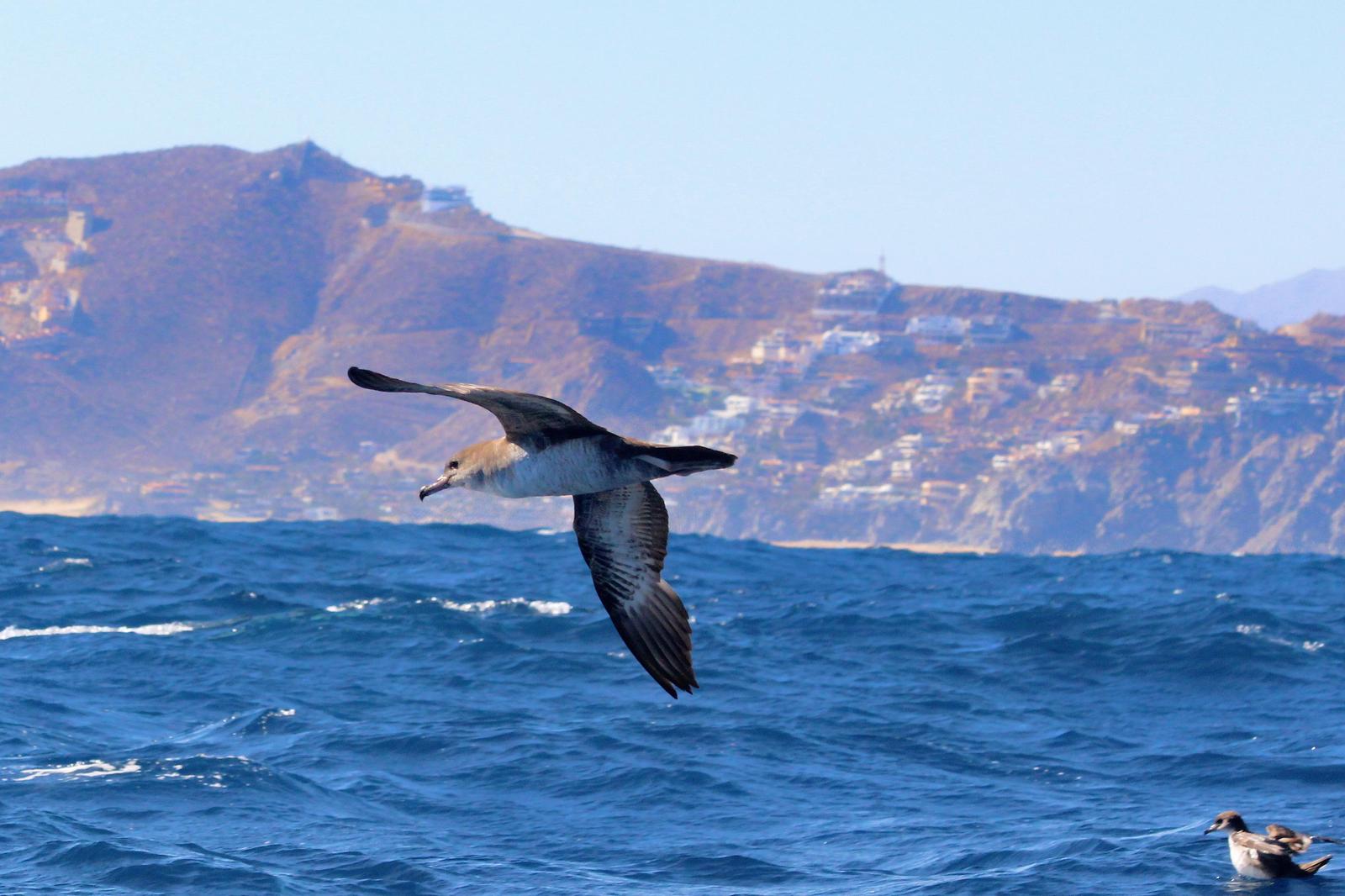 Pink-footed Shearwater Photo by Darrin Menzo