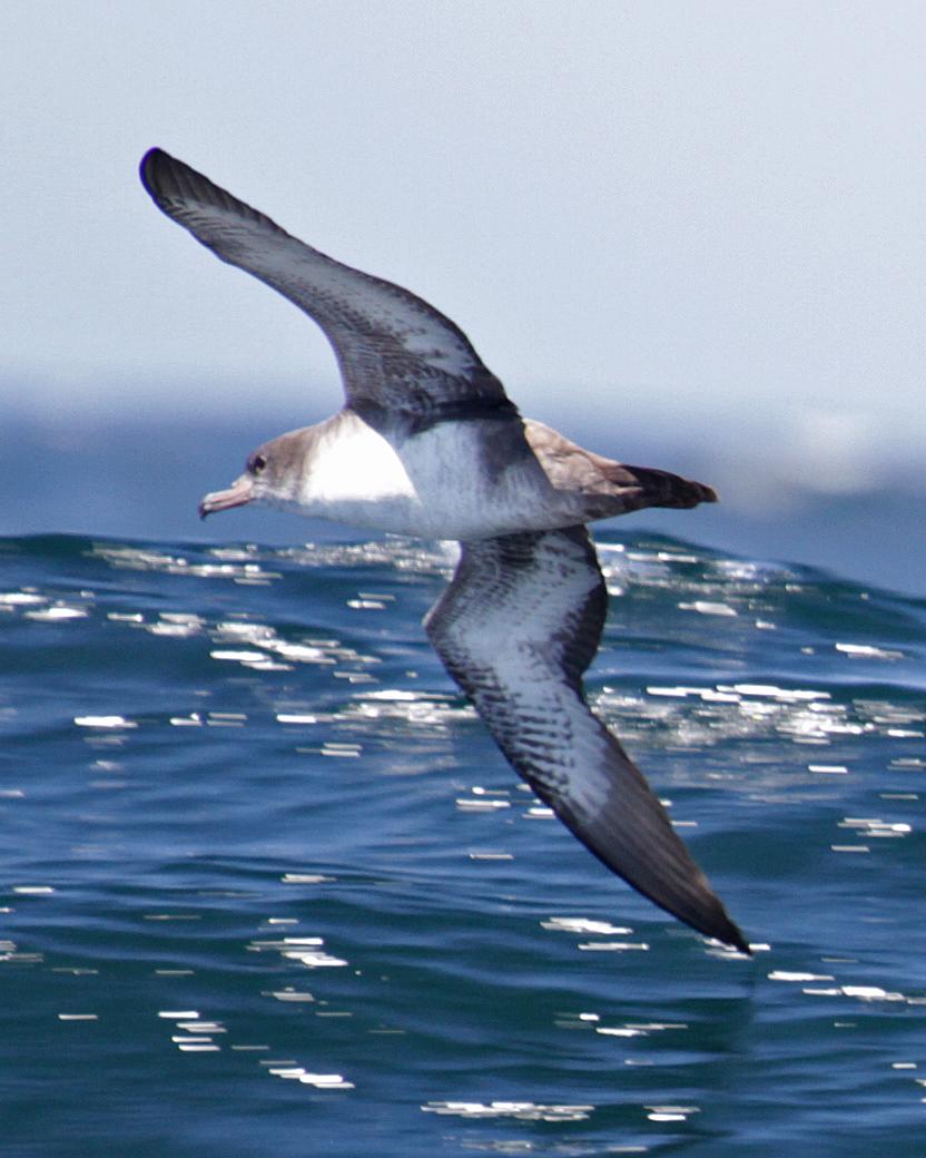 Pink-footed Shearwater Photo by Jamie Chavez