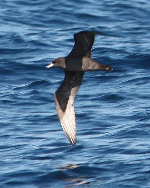 Flesh-footed Shearwater Photo by Andrew Core