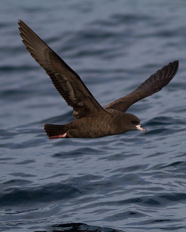 Flesh-footed Shearwater Photo by Ryan Shaw