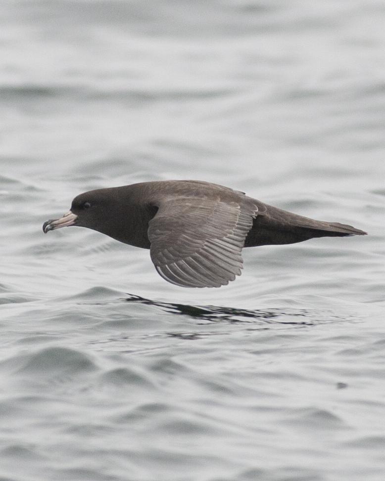 Flesh-footed Shearwater Photo by Jeff Moore