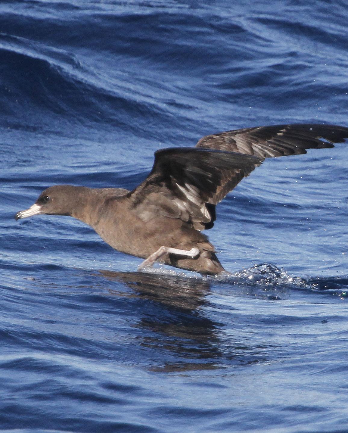 Flesh-footed Shearwater Photo by Isaac Sanchez