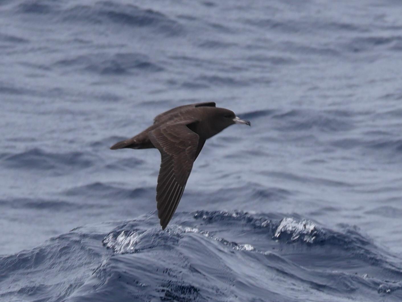 Flesh-footed Shearwater Photo by Peter Lowe