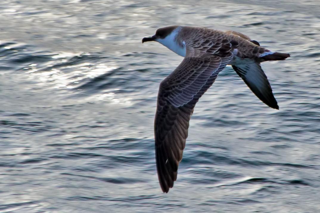 Great Shearwater Photo by Rob Dickerson