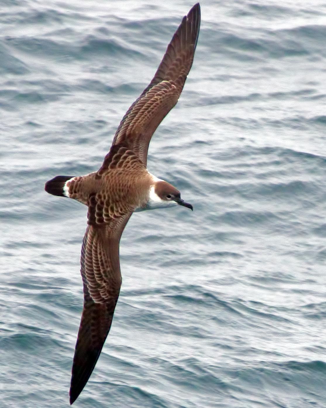 Great Shearwater Photo by Rob Dickerson