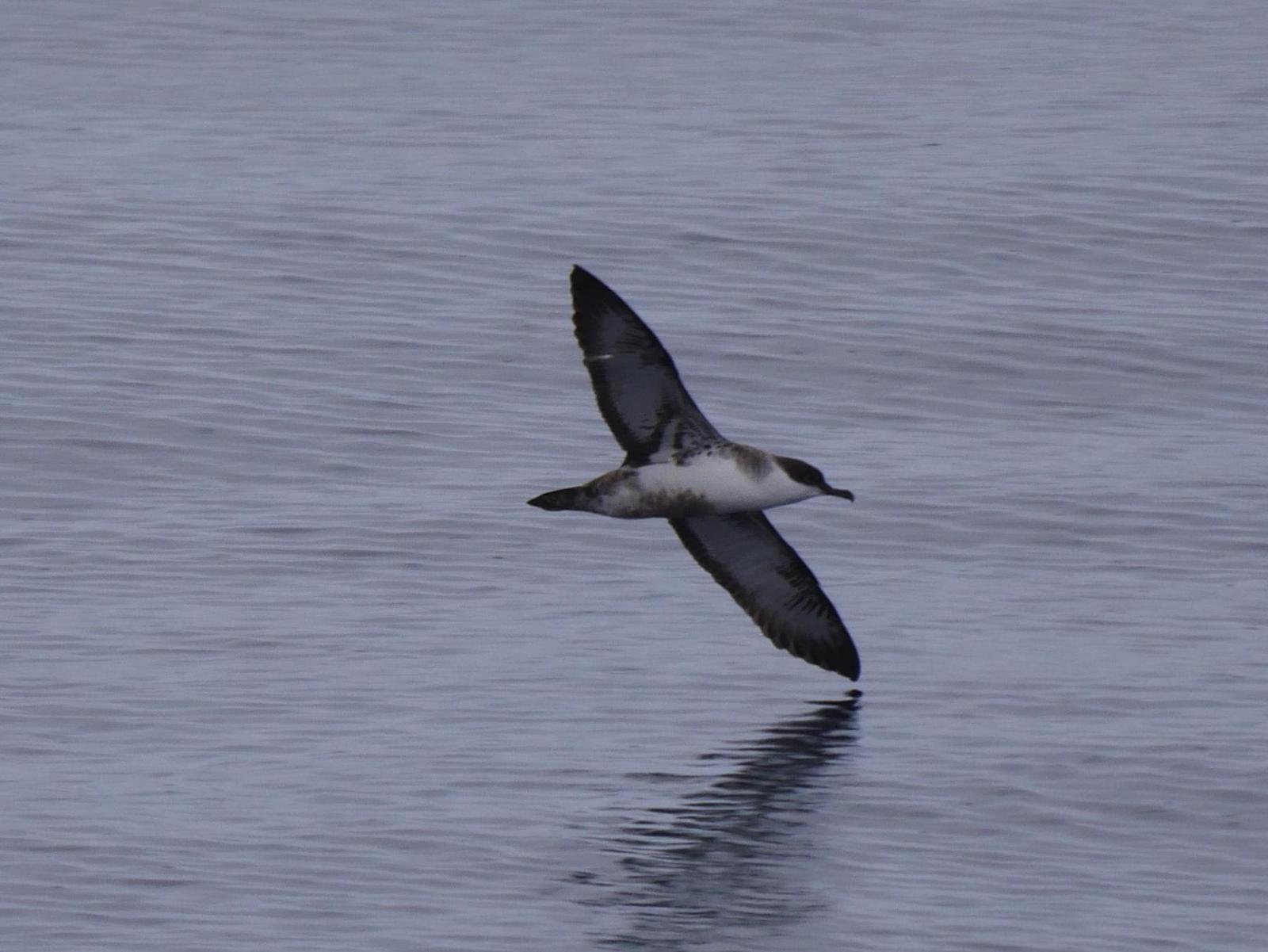 Great Shearwater Photo by Peter Lowe