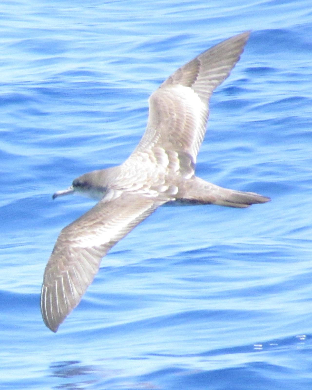 Wedge-tailed Shearwater Photo by C. Darren Dowell