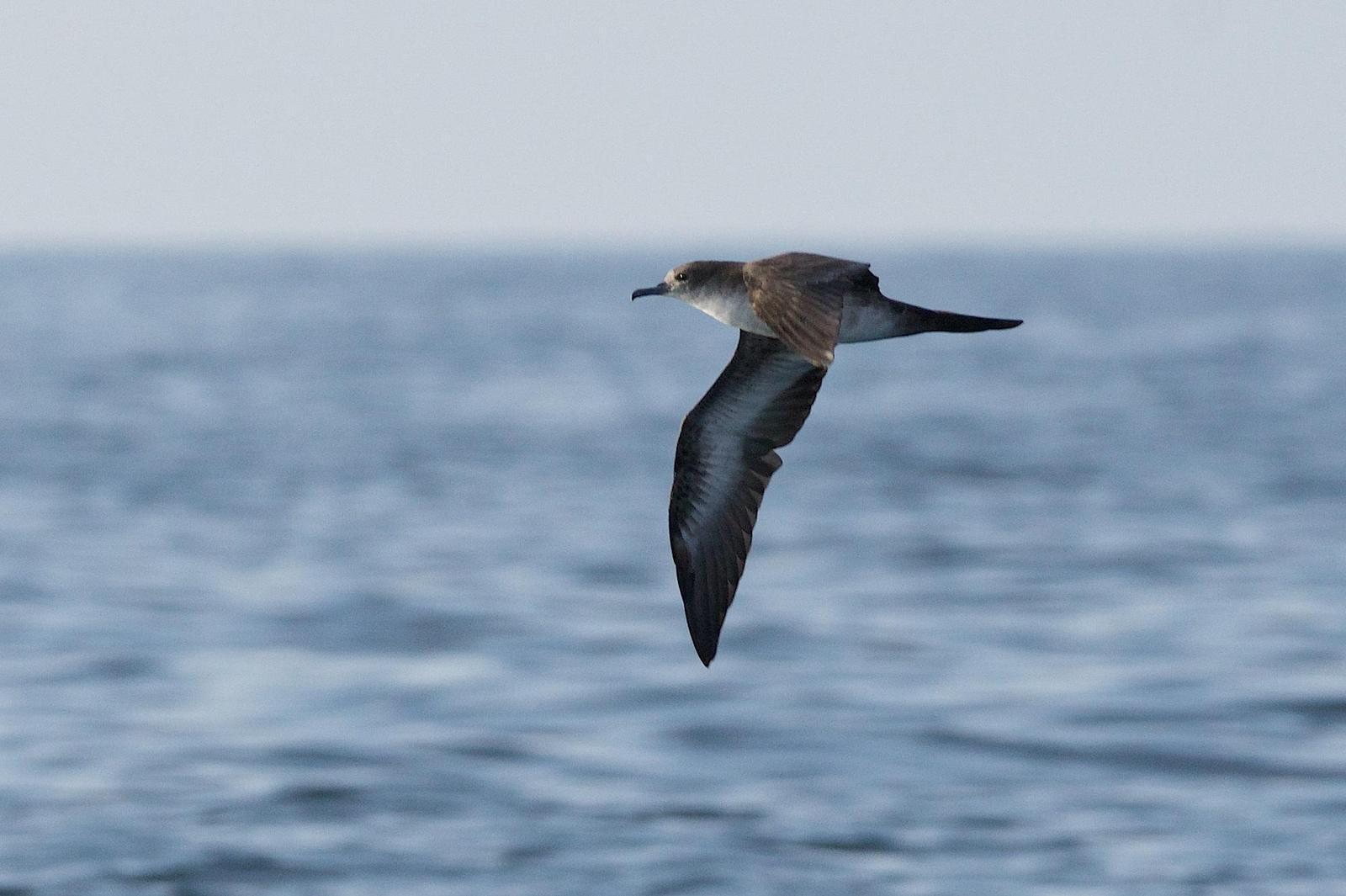 Wedge-tailed Shearwater Photo by Gerald Hoekstra