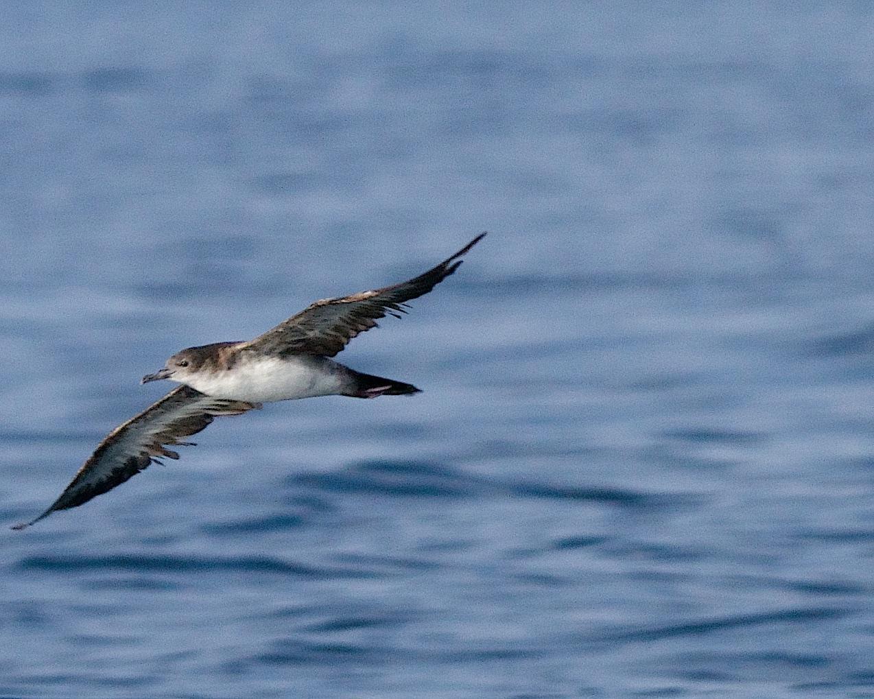 Wedge-tailed Shearwater Photo by Gerald Hoekstra