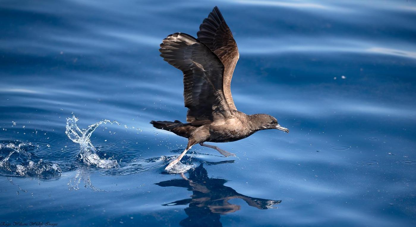 Wedge-tailed Shearwater Photo by Roger Williams