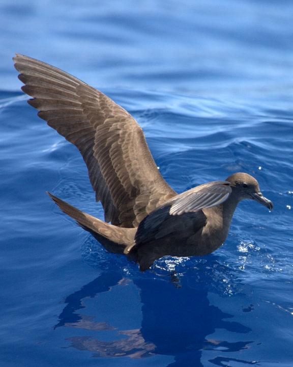 Wedge-tailed Shearwater Photo by Mat Gilfedder