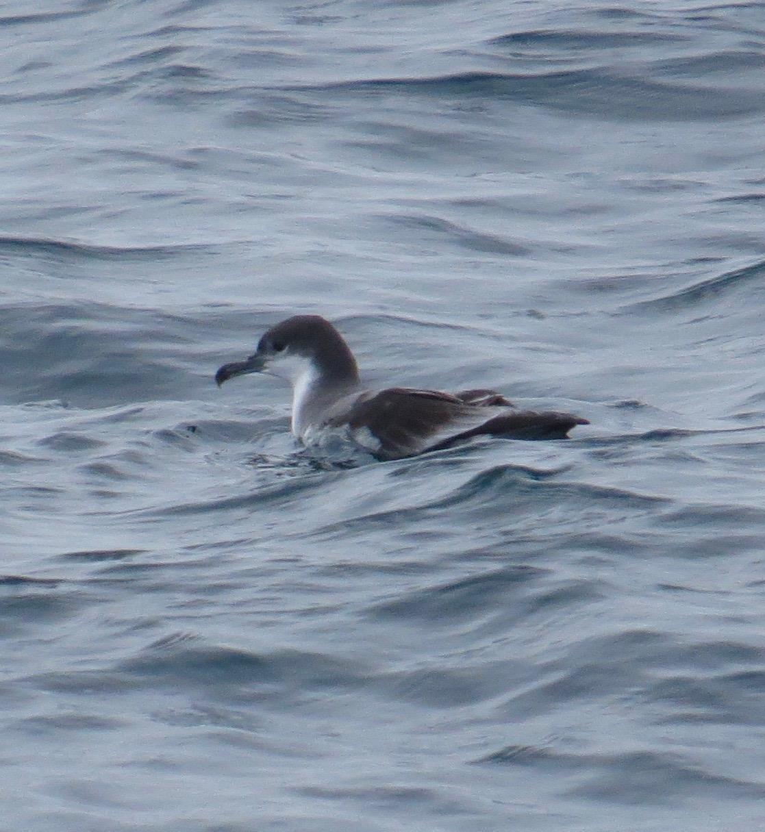 Buller's Shearwater Photo by Don Glasco