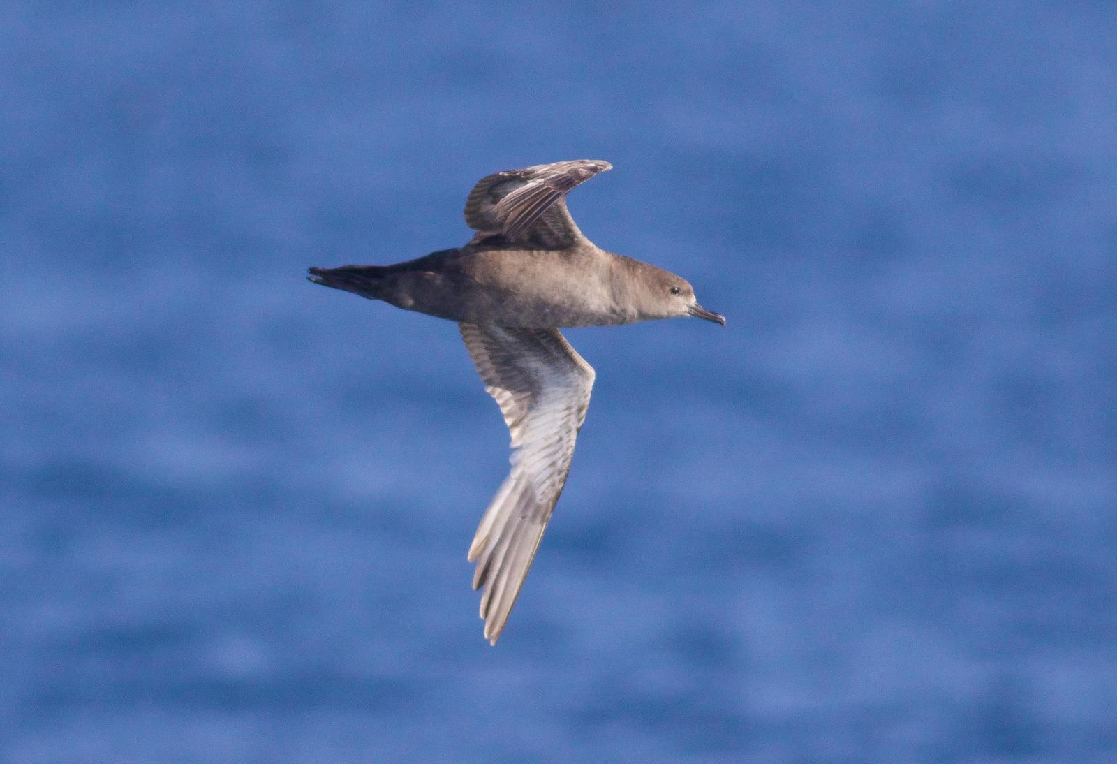 Sooty Shearwater Photo by Tom Ford-Hutchinson