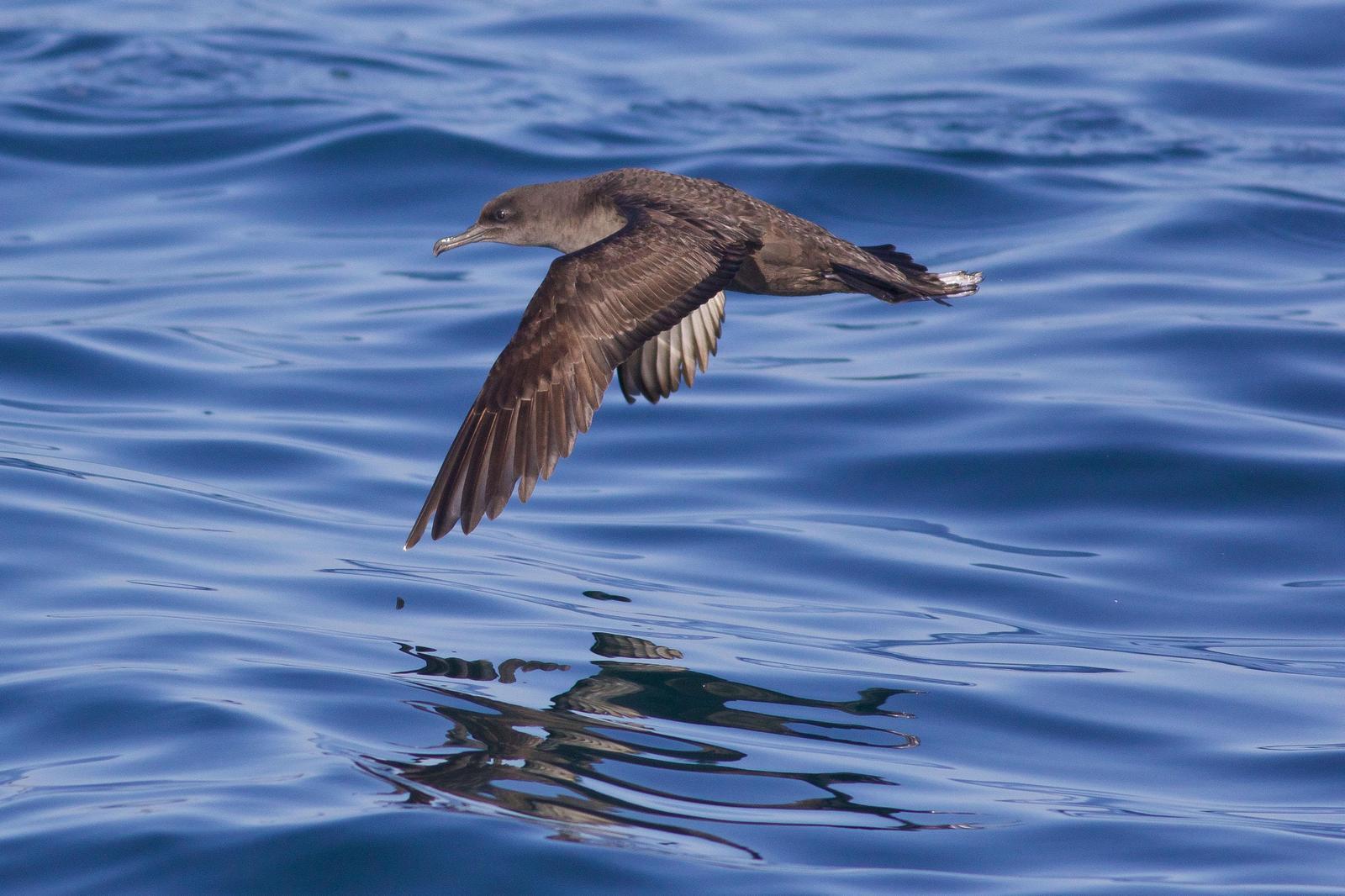 Sooty Shearwater Photo by Tom Ford-Hutchinson