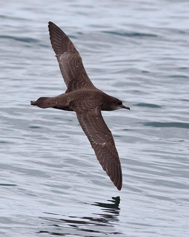 Short-tailed Shearwater Photo by Ryan Shaw