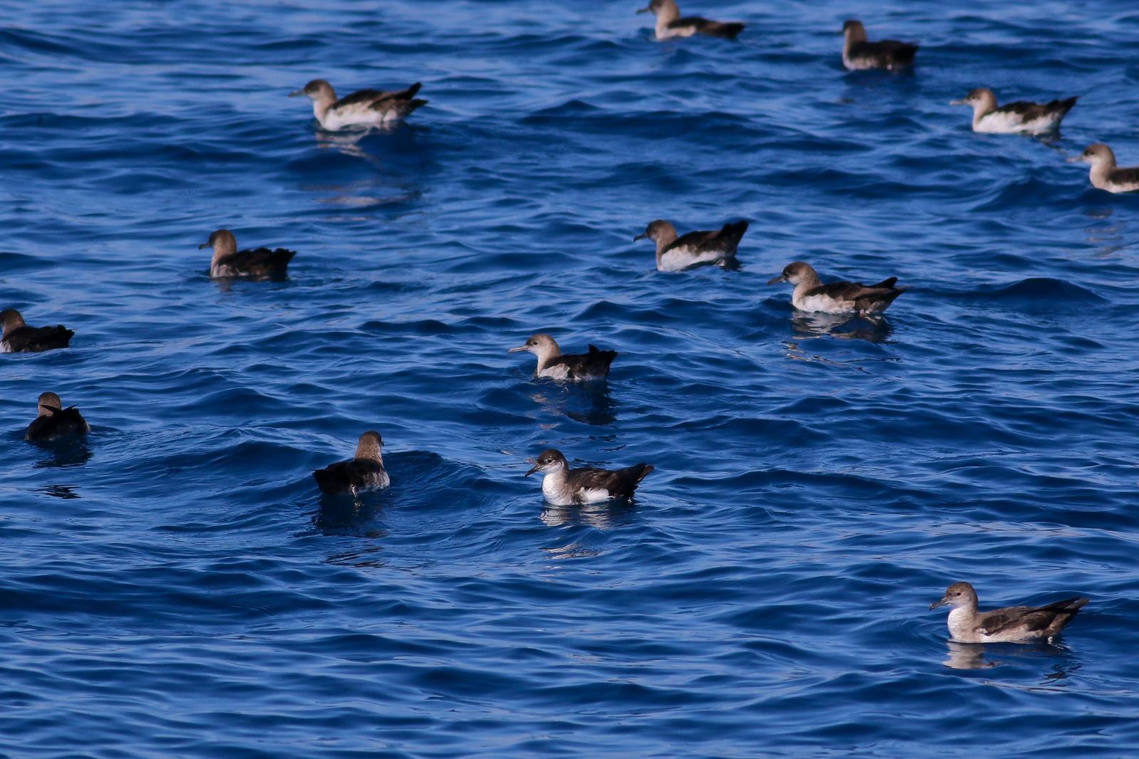Manx Shearwater Photo by Tom Ford-Hutchinson
