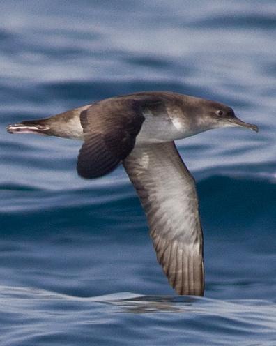 Balearic Shearwater Photo by Stephen Daly