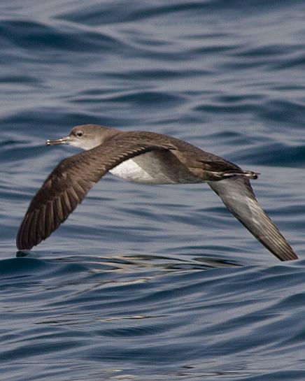 Balearic Shearwater Photo by Stephen Daly
