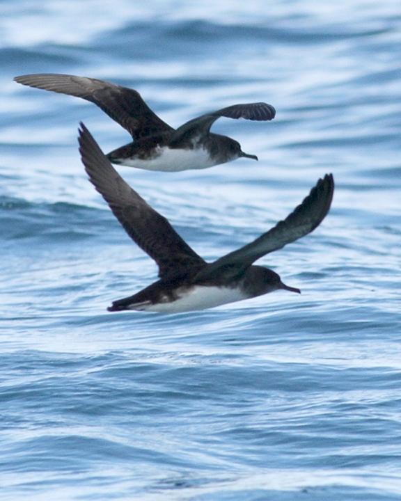 Hutton's Shearwater Photo by Tom Tarrant